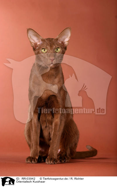 Orientalisch Kurzhaar / Oriental Shorthair cinnamon / RR-03942