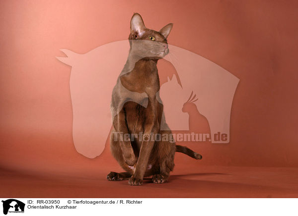 Orientalisch Kurzhaar / Oriental Shorthair cinnamon / RR-03950