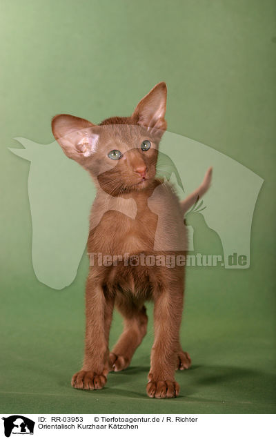 Orientalisch Kurzhaar Ktzchen / Oriental Shorthair Kitten / RR-03953