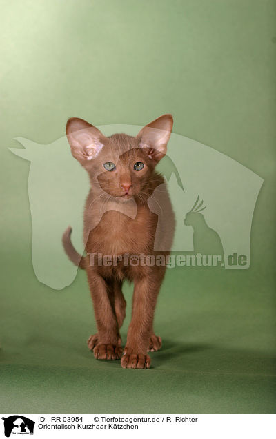 Orientalisch Kurzhaar Ktzchen / Oriental Shorthair Kitten / RR-03954