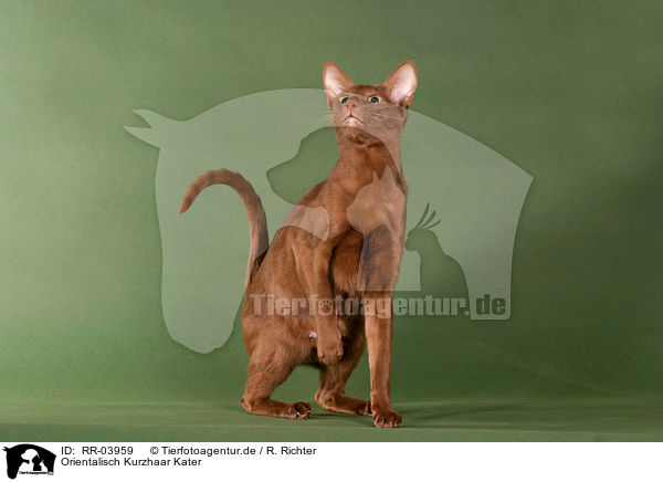 Orientalisch Kurzhaar Kater / Oriental Shorthair Tomcat / RR-03959