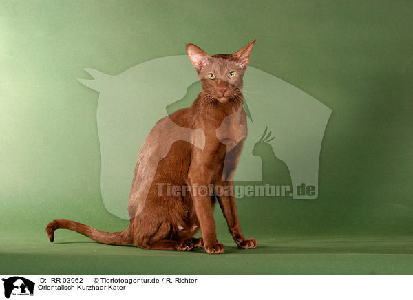 Orientalisch Kurzhaar Kater / Oriental Shorthair Tomcat / RR-03962