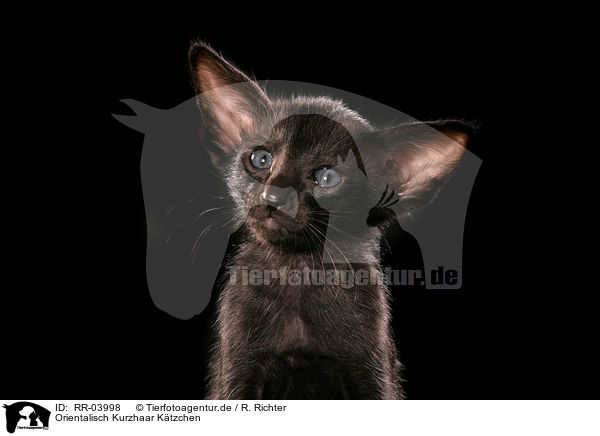Orientalisch Kurzhaar Ktzchen / Oriental Shorthair Kitten Portrait / RR-03998