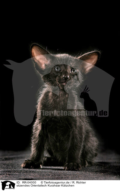 sitzendes Orientalisch Kurzhaar Ktzchen / sitting Oriental Shorthair Kitten / RR-04000