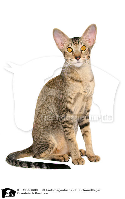 Orientalisch Kurzhaar / Oriental Shorthair / SS-21600