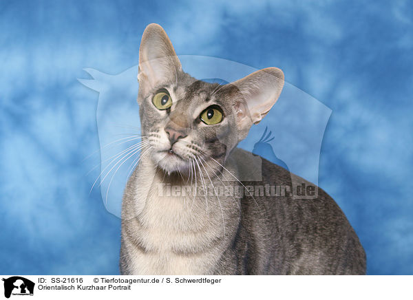 Orientalisch Kurzhaar Portrait / Oriental Shorthair Portrait / SS-21616