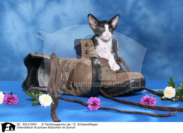 Orientalisch Kurzhaar Ktzchen / Oriental Shorthair Kitten / SS-21654