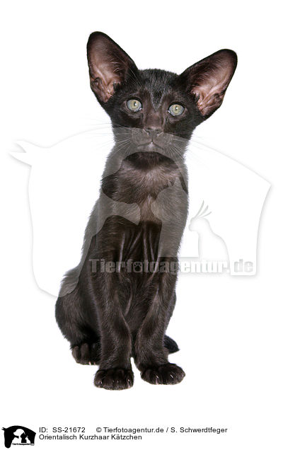 Orientalisch Kurzhaar Ktzchen / Oriental Shorthair Kitten / SS-21672
