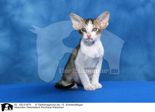 Orientalisch Kurzhaar Ktzchen / Oriental Shorthair Kitten / SS-21675