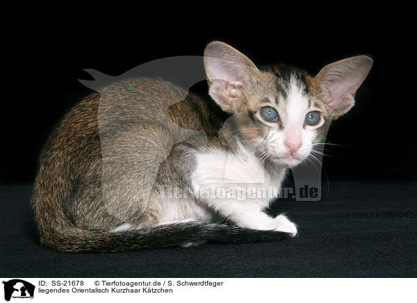 Orientalisch Kurzhaar Ktzchen / Oriental Shorthair Kitten / SS-21678