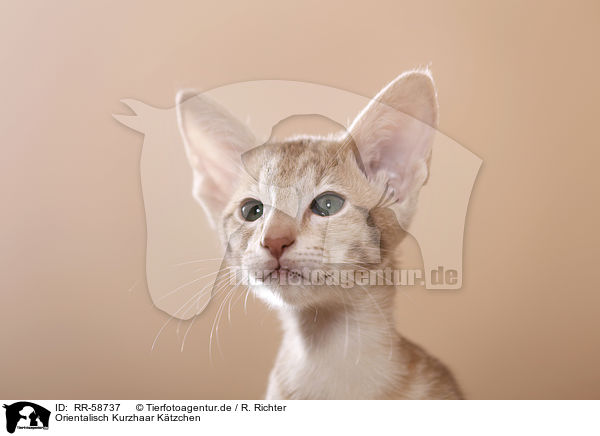 Orientalisch Kurzhaar Ktzchen / Oriental Shorthair kitten / RR-58737