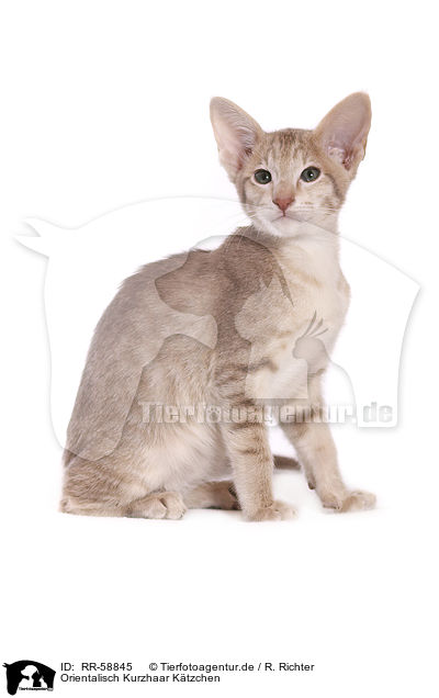 Orientalisch Kurzhaar Ktzchen / Oriental Shorthair kitten / RR-58845