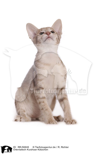 Orientalisch Kurzhaar Ktzchen / Oriental Shorthair kitten / RR-58846