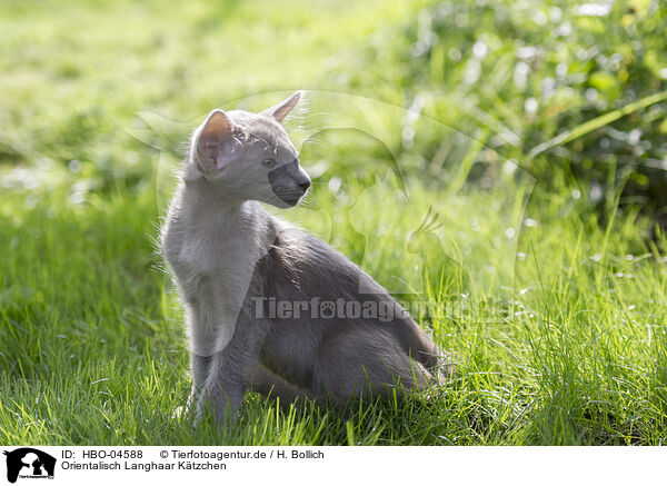 Orientalisch Langhaar Ktzchen / Oriental Shorthair Kitten / HBO-04588