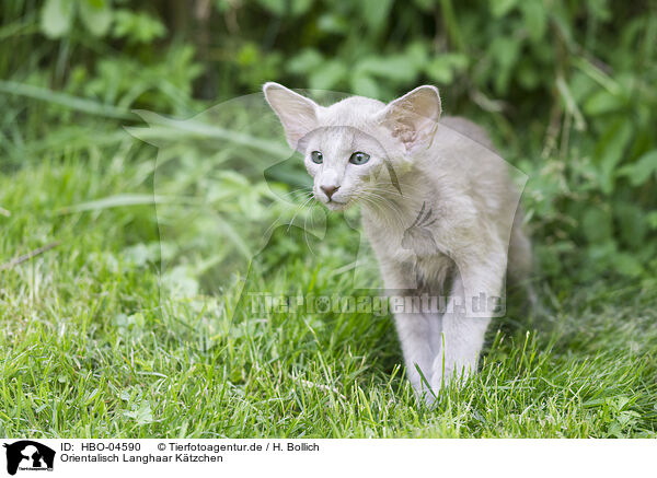 Orientalisch Langhaar Ktzchen / Oriental Shorthair Kitten / HBO-04590