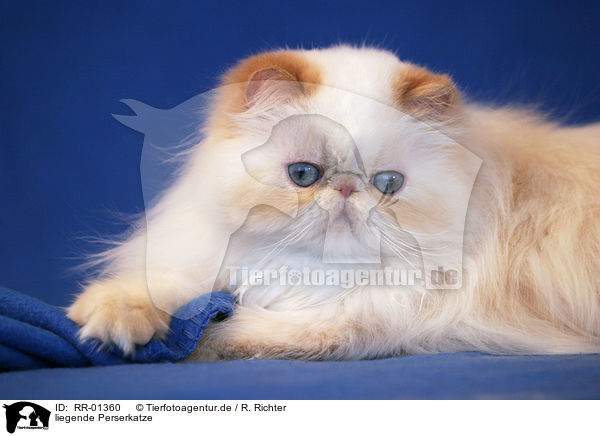 liegende Perserkatze / lying persian cat / RR-01360