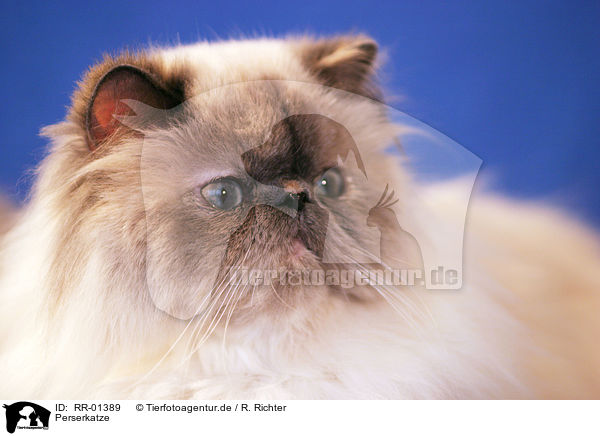 Perserkatze / Persian Cat Portrait / RR-01389