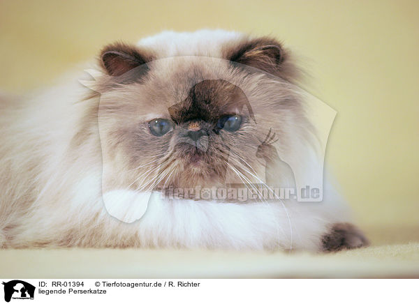 liegende Perserkatze / lying persian cat / RR-01394