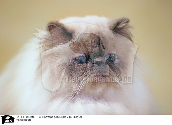 Perserkatze / Persian Cat Portrait / RR-01396