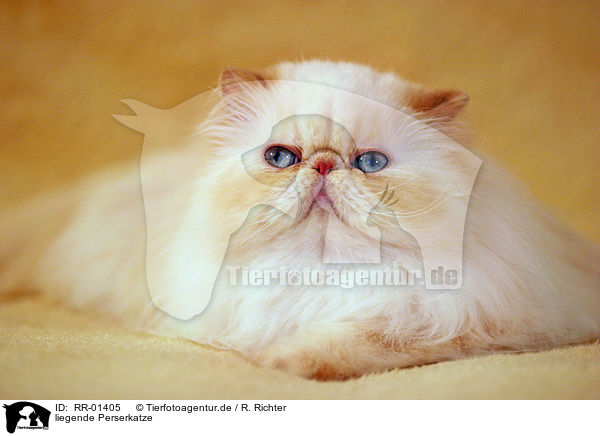 liegende Perserkatze / lying persian cat / RR-01405