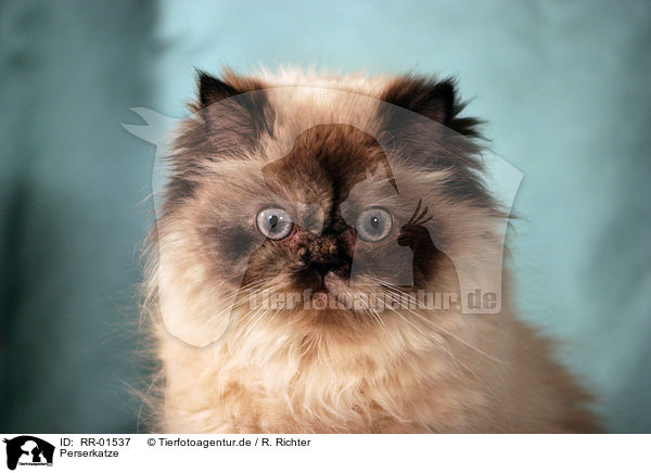 Perserkatze / Persian Cat Portrait / RR-01537