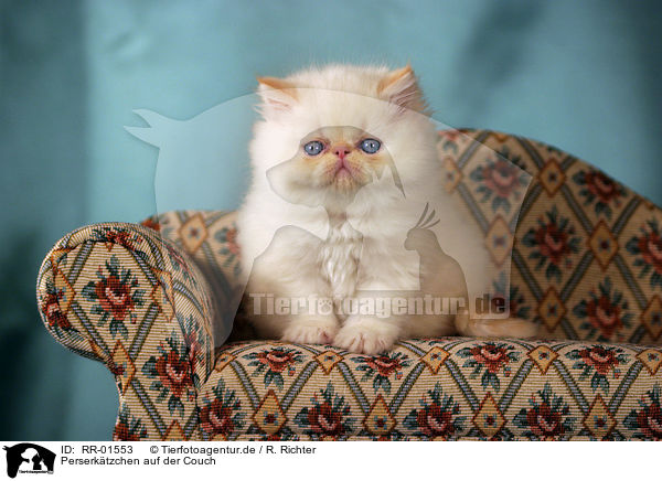 Perserktzchen auf der Couch / persian kitty on the couch / RR-01553
