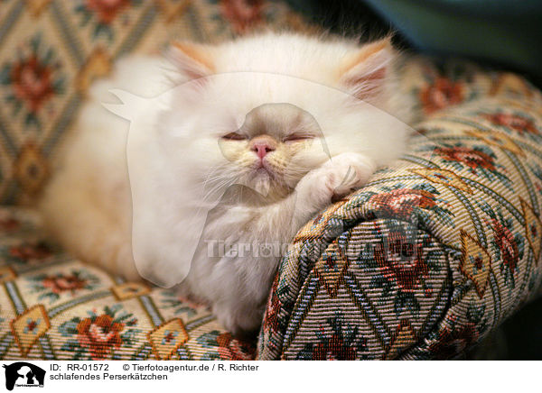 schlafendes Perserktzchen / sleeping persian kitty / RR-01572