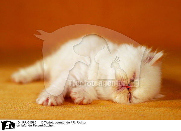 schlafende Perserktzchen / sleeping perser kitty / RR-01589