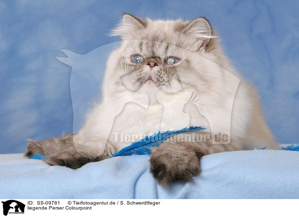 liegende Perser Colourpoint / lying Persian Cat Colourpoint / SS-09781