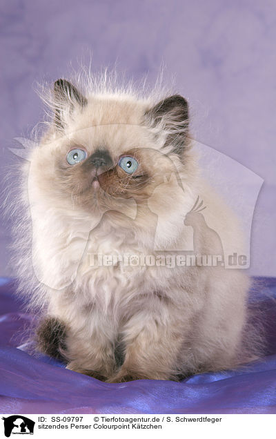 sitzendes Perser Colourpoint Ktzchen / sitting persian kitten colourpoint / SS-09797