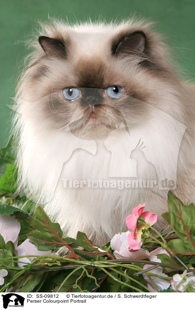 Perser Colourpoint Portrait / Persian Cat Colourpoint portrait / SS-09812