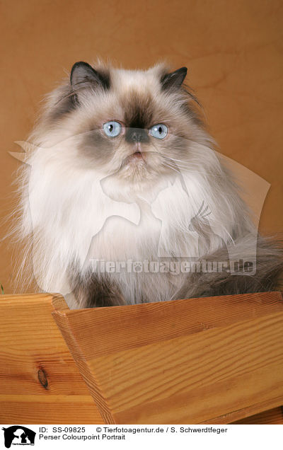 Perser Colourpoint Portrait / persian cat colourpoint portrait / SS-09825