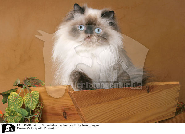 Perser Colourpoint Portrait / persian cat colourpoint portrait / SS-09826