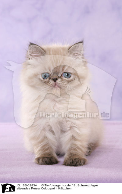 sitzendes Perser Colourpoint Ktzchen / sitting persian kitten colourpoint / SS-09834