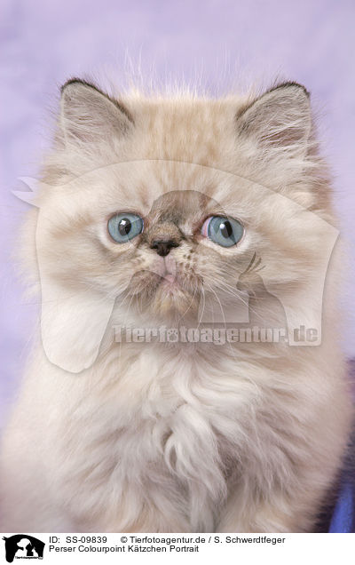 Perser Colourpoint Ktzchen Portrait / persian kitten colourpoint portrait / SS-09839