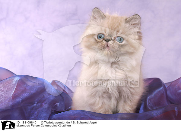 sitzendes Perser Colourpoint Ktzchen / sitting persian kitten colourpoint / SS-09840