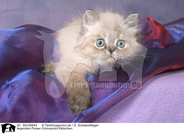 liegendes Perser Colourpoint Ktzchen / lying persian kitten colourpoint / SS-09844