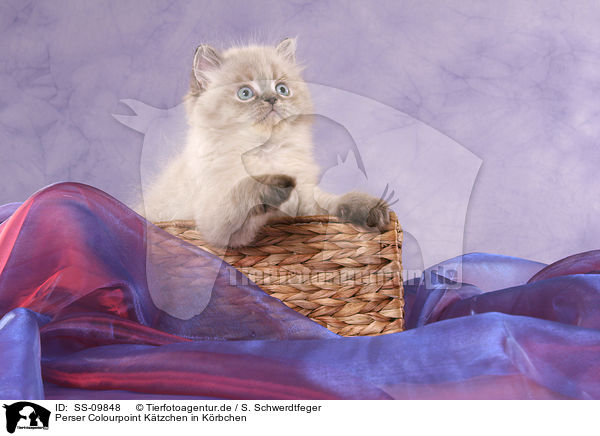 Perser Colourpoint Ktzchen in Krbchen / persian kitten colourpoint in basket / SS-09848