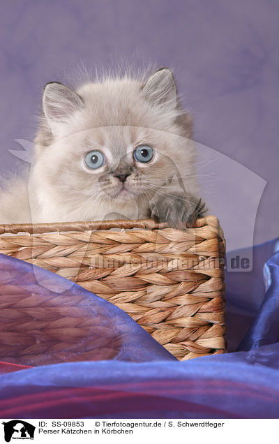 Perser Ktzchen in Krbchen / persian kitten colourpoint in basket / SS-09853