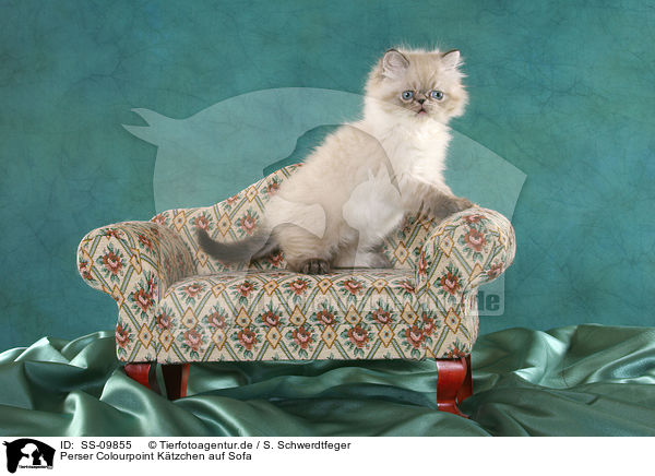 Perser Colourpoint Ktzchen auf Sofa / persian kitten colourpoint on sofa / SS-09855