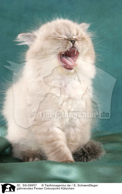 ghnendes Perser Colourpoint Ktzchen / yawning persian kitten colourpoint / SS-09857