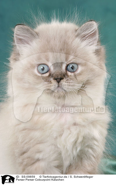 Perser Perser Colourpoint Ktzchen / persian kitten colourpoint portrait / SS-09859