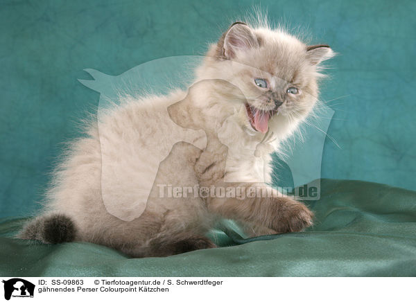 ghnendes Perser Colourpoint Ktzchen / yawning persian kitten colourpoint / SS-09863