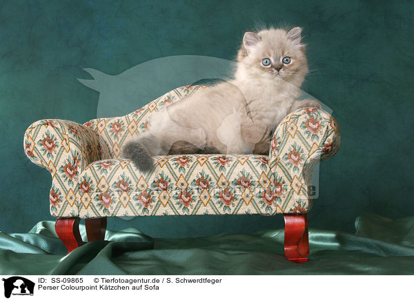 Perser Colourpoint Ktzchen auf Sofa / persian kitten colourpoint on sofa / SS-09865