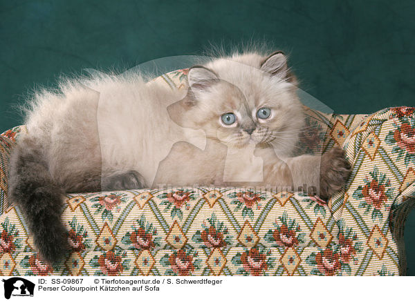 Perser Colourpoint Ktzchen auf Sofa / persian kitten colourpoint on sofa / SS-09867