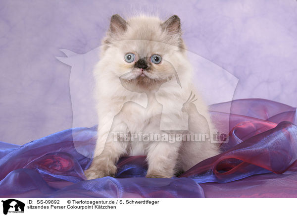 sitzendes Perser Colourpoint Ktzchen / sitting persian kitten colourpoint / SS-09892