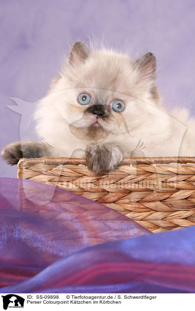 Perser Colourpoint Ktzchen im Krbchen / persian kitten colourpoint in basket / SS-09898