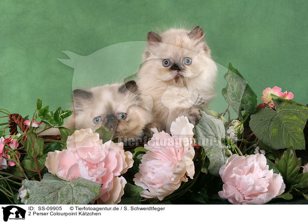 2 Perser Colourpoint Ktzchen / 2 persian kitten colourpoint / SS-09905