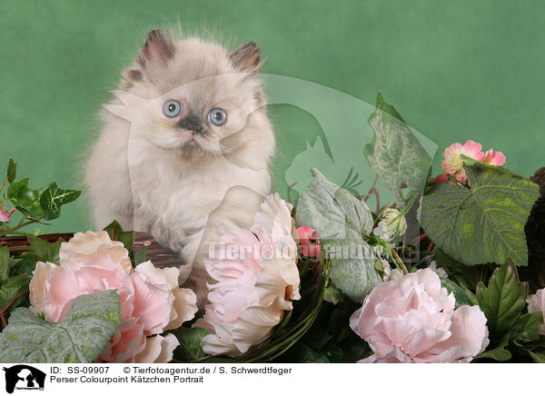 Perser Colourpoint Ktzchen Portrait / persian kitten colourpoint portrait / SS-09907