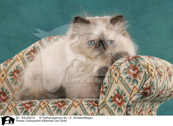 Perser Colourpoint Ktzchen auf Sofa / persian kitten colourpoint on sofa / SS-09914